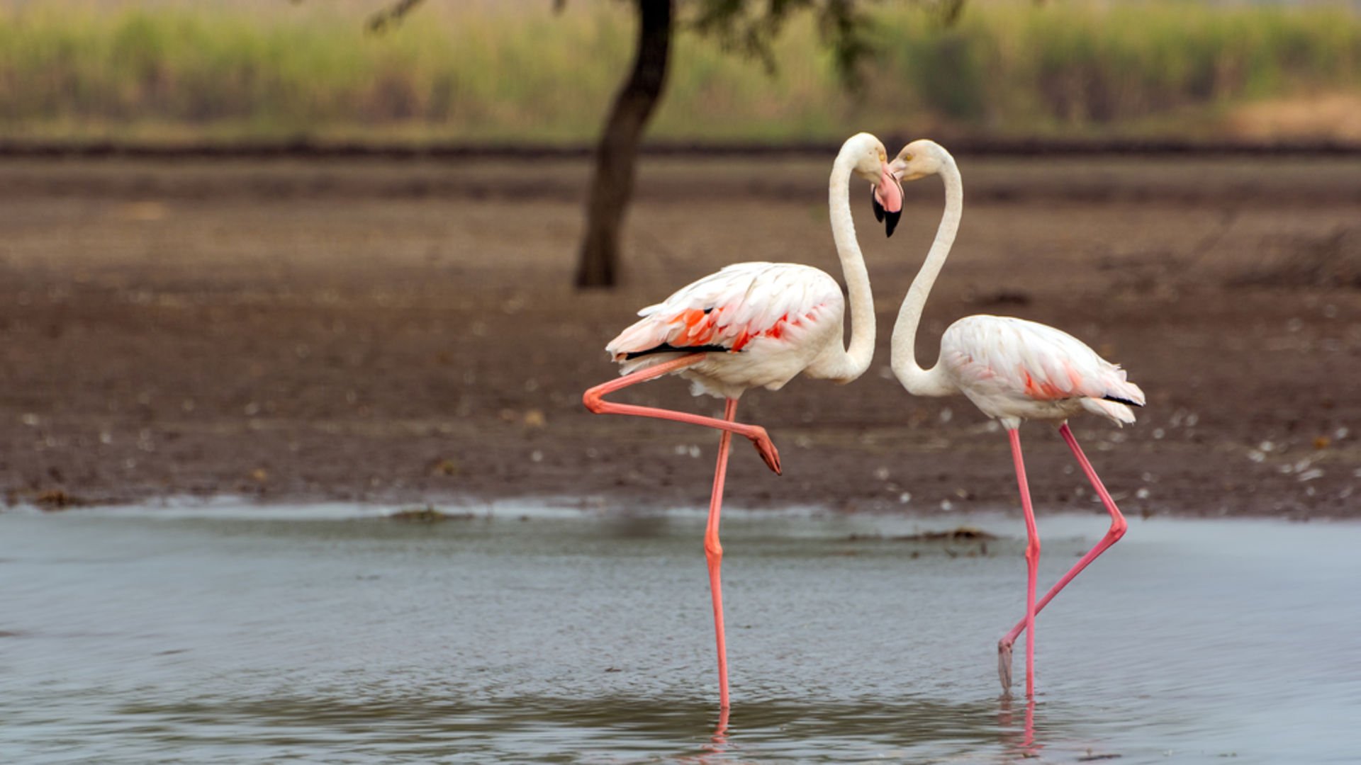 Aşkı hangi dilde konuşuyorsunuz?