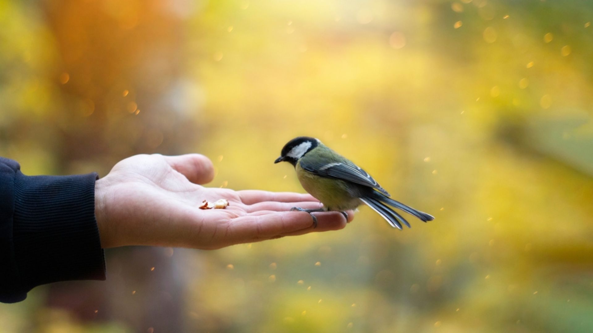 Paylaşma Günü nedir?