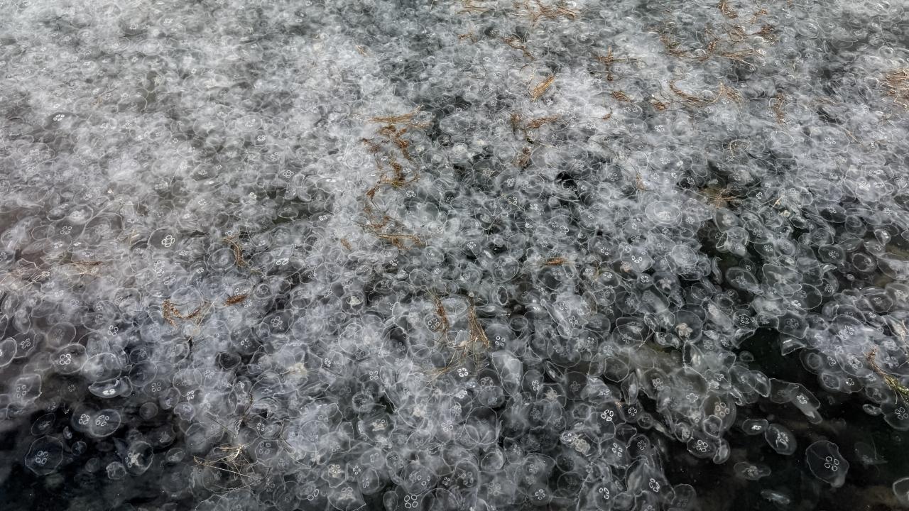 Sinop kıyılarında denizanası istilası