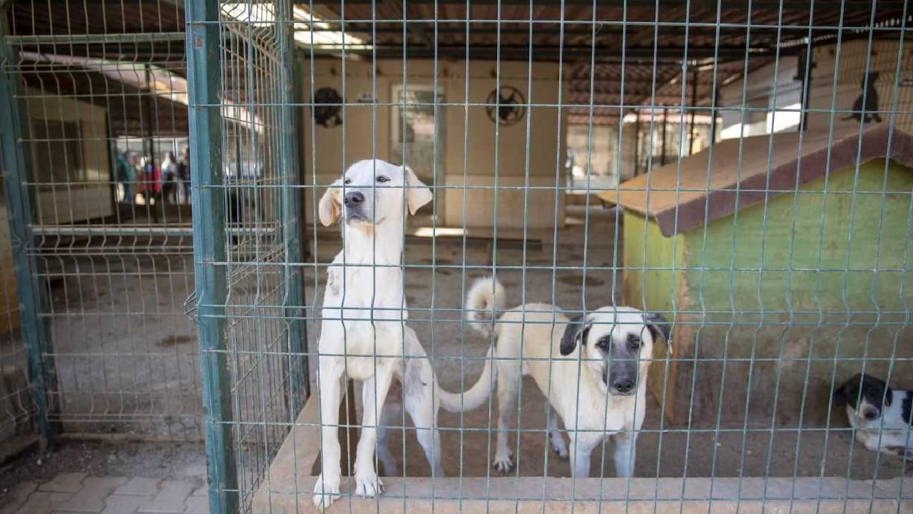 Ankara’da barınaklardan bırakılan köpekler için 71 bin 695 lira ceza