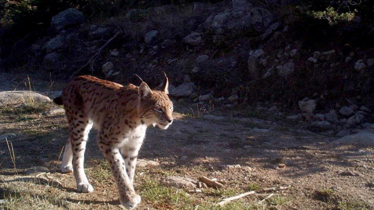 Türkiye’nin doğadaki zenginliği: Yaban hayatı